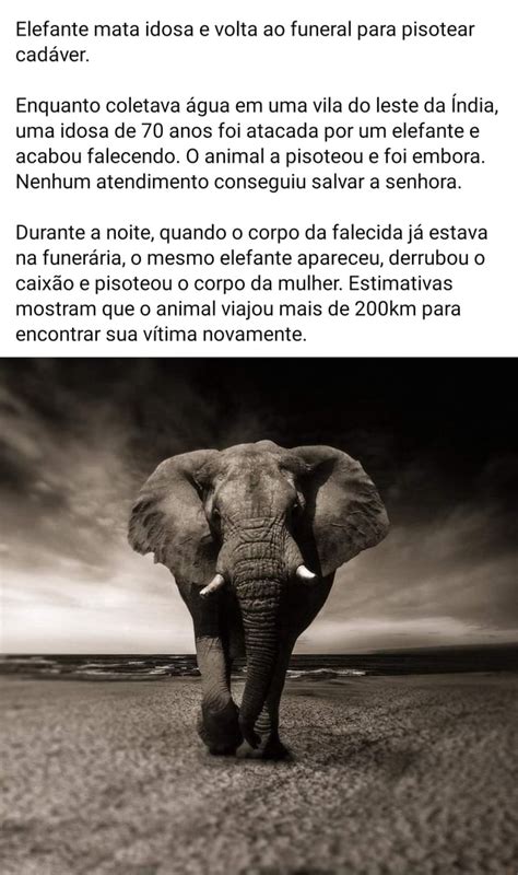 Elefante Mata Idosa E Volta Ao Funeral Para Pisotear Cad Ver Enquanto