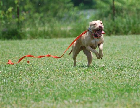 Sparkdog Collars Quick Adjust E Collar Straps