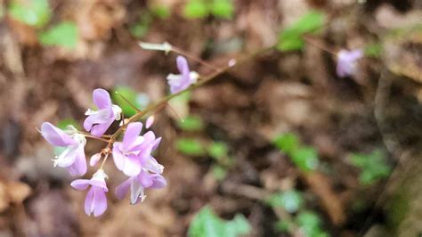 Naked Flowered Tick Trefoil Desmodium Nudiflorum Blooms Western