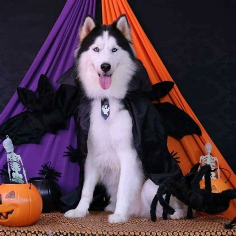 In Helloween Mood Disfraz Para Perros Halloween Disfraces Para