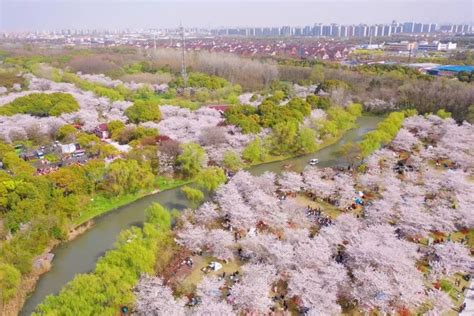 扩大人才“朋友圈” 宝山2023上海樱花节人才服务季火热进行中