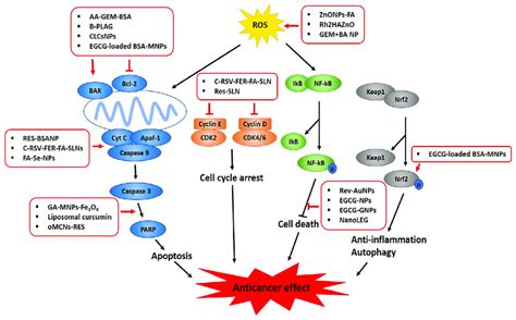 Graphical Abstract On The Molecular Mechanism Of Nano Phytochemicals In