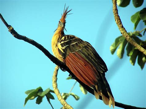 Hoatzin: South American Bird May Have Originated in Europe | Sci.News