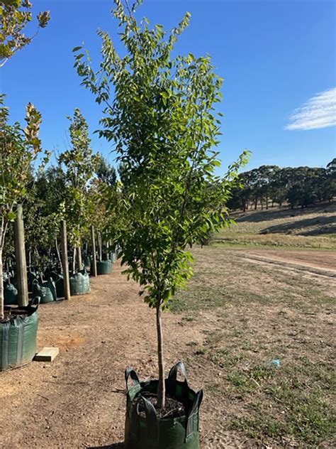 Zelkova Serrata Musashino Freshford Nurseries