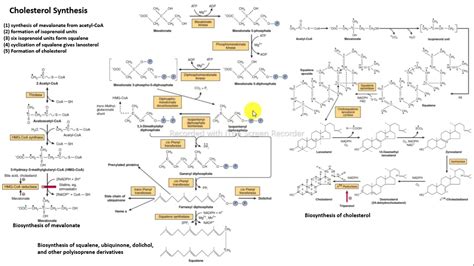 S Ntesis De Colesterol Bioqu Mica Harper Youtube