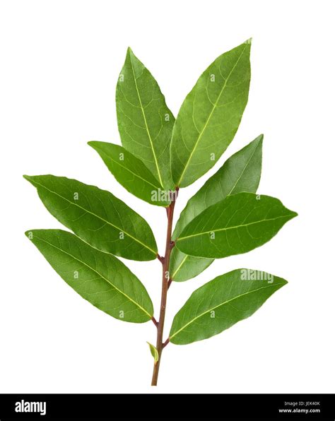 Laurel Tree Stock Photos And Laurel Tree Stock Images Alamy