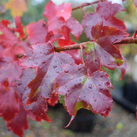 Acer Rubrum October Glory Red Maple Ornamental Trees Frank P