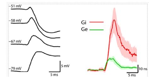 Computation Of Synaptic Conductance Evoked By Sensory Stimulus The