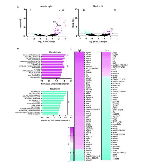 Thioredoxin Expression Is Induced In Neutrophils And Keratinocytes