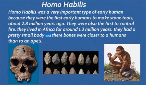 😍 Homo habilis physical features. Chapter 10: Early Hominid Origins and ...