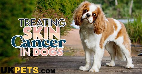 How To Recognise And Treat Skin Cancer In Dogs Uk Pets