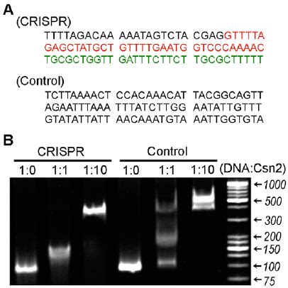 Double Stranded Dna Binding Of S Pyogenes Csn A Sequences Of S