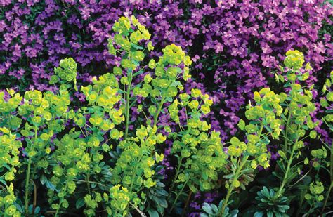 Buy Euphorbia Amygdaloides Var Robbiae Wood Spurge Sarah Raven