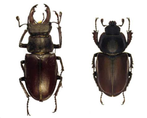 Червона книга України. Жук-олень, рогач звичайний Lucanus cervus cervus ...