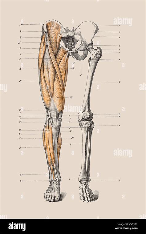 Skelett Ein Menschliches Bein Anatomische Abbildung Stockfotografie