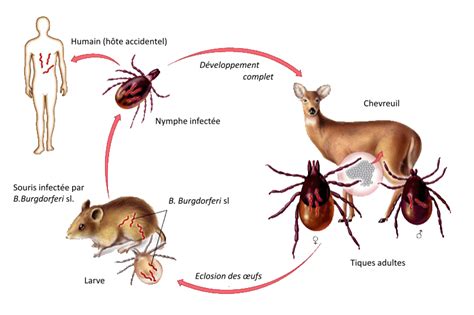 La Borr Liose De Lyme Un Risque Sanitaire Mergent Dans Les For Ts