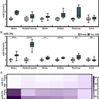 Age Related Changes In The Expression Levels Of Mir A Mir And