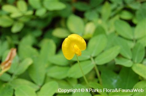 Nparks Arachis Pintoi