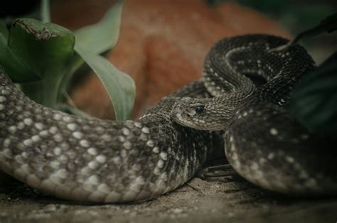 Rattlesnake Photos Download The Best Free Rattlesnake Stock Photos