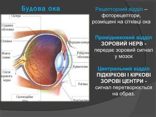 Зорові та дотикові відчуття | PPT