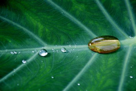 Free Images Water Nature Grass Drop Dew Sunlight Leaf Flower