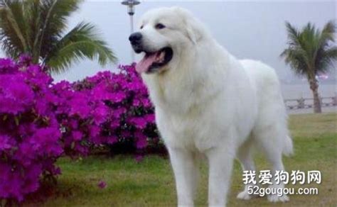 大白熊犬怎么养 大白熊犬喂养注意事项 爱宠网