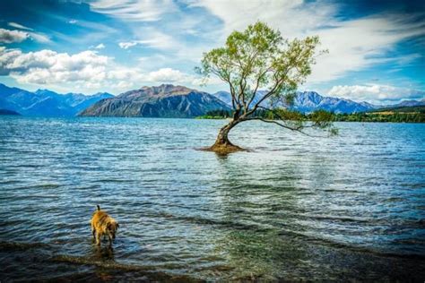 Wanaka Itinerary : Perfect 2 Days In Wanaka - Cheerful Trails