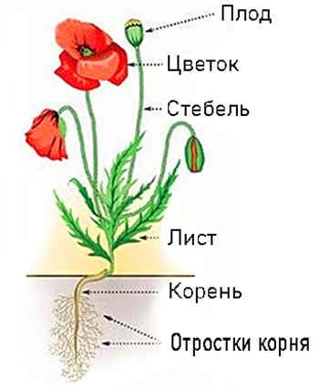 Какие части есть у растения?