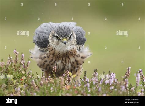 Merlin Falco Columbarius Adult Male Ruffling Feathers Standing In
