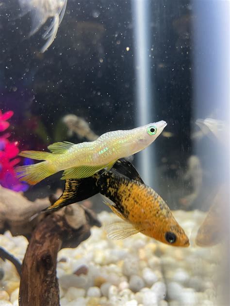 Killifish 101: Care Guide, Breeding, Tank Size, and Disease