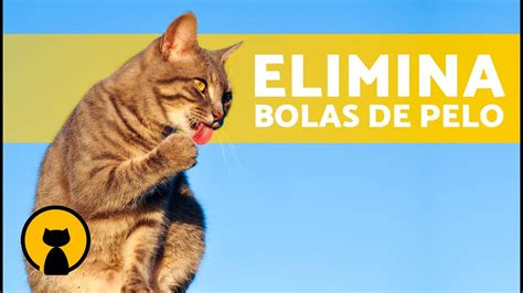 C Mo Ayudar A Mi Gato A Expulsar Bolas De Pelo Youtube