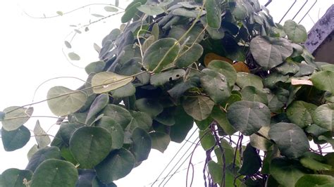 Mengenal Daun Cincau Minuman Tradisional Baik Untuk Kesehatan Tubuh