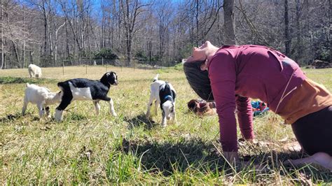 Baby Goat Yoga - The Laurel of Asheville