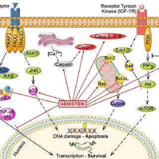 Genistein 0 0110 μ M stimulates breast cancer cell proliferation