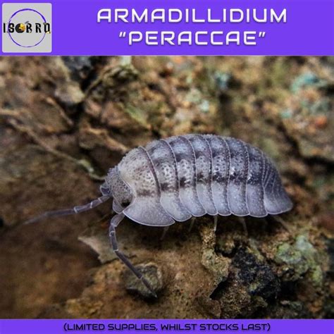 Armadillidium Peraccae Isopod — Min 5pcs Frozen Pet Food Feeder Pet