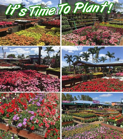 03_30_18_annuals_time_to_plant - Flamingo Road Nursery : Flamingo Road