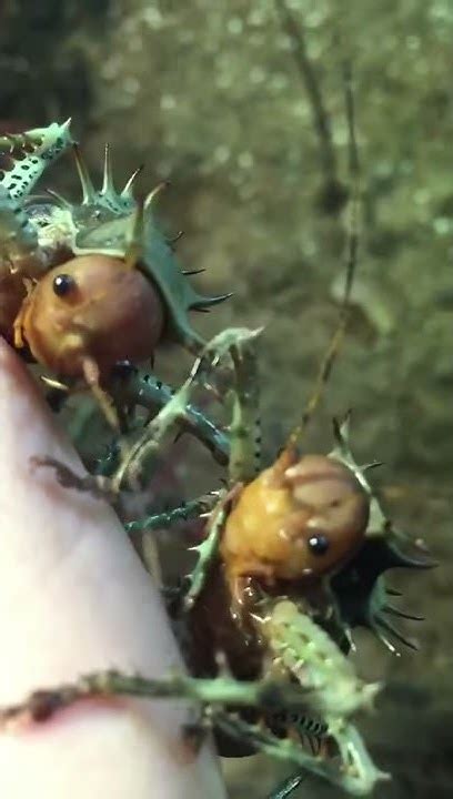 Cosmoderus Sp Cameroon Thorny Cricket Ancienne Vidéo Youtube