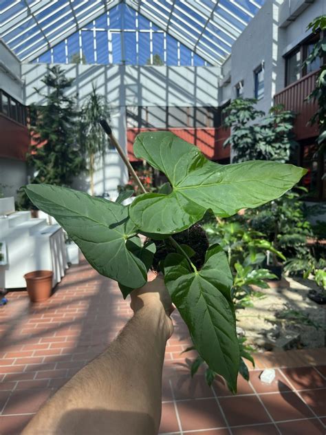 Anthurium Balaloanum La Selva Gartneri