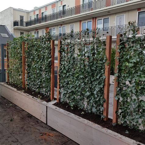 Houten Plantenbak Voor Hedera Of Jasmijnscherm Tuin Haag Nl