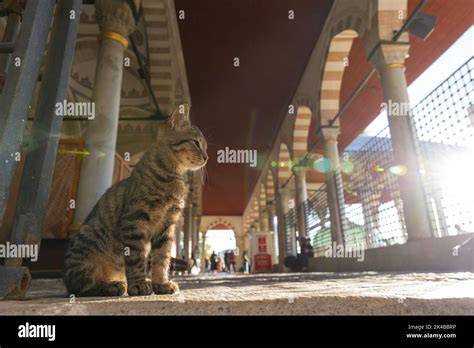 Gatos Callejeros De Estambul Un Gato Callejero Sentado En La Mezquita