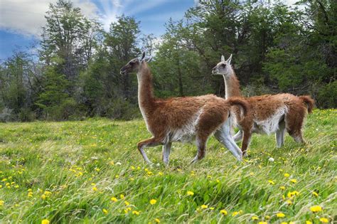 wildlife_chile