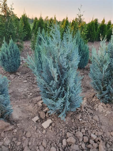 Chiparos Columnaris Albastru Van Pelts 70 90 Cm
