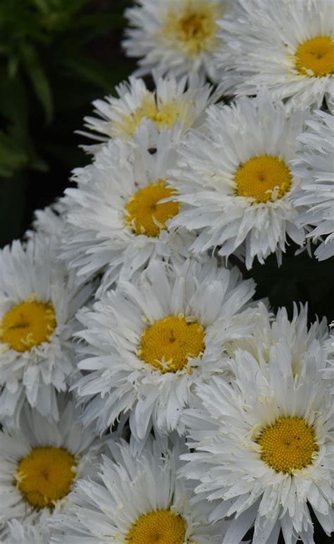 Leucanthemum Shasta Daisy Victorian Secret At Plant Paradise