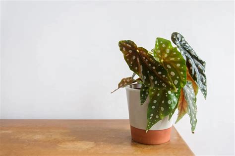 How To Grow And Care For Breathtaking Begonia Maculata