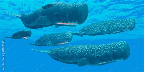 Ocean Sperm Whales - A pod of sperm whales swim together resting in ...