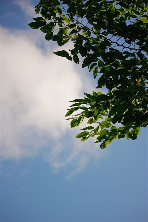 Green Leaves Under Blue Sky During Daytime Photo Free Blue Sky