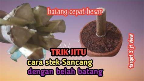 Trik Jitu Cara Mudah Stek Sancang Dengan Pecah Batang Youtube