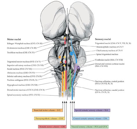 Brainstem Cranial Nerve Nuclei Cranial Nerves Medical 55 Off