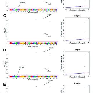 Manhattan Plots And QQ Plots For Six Body Measurement Traits Using MLM