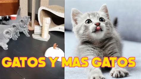 INCREÍBLES Vídeos de Gatos Chistosos 2023 YouTube